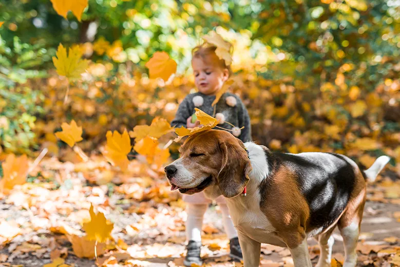 Herbstfreude - kleines Mädchen mit ihrem Hund im Wald